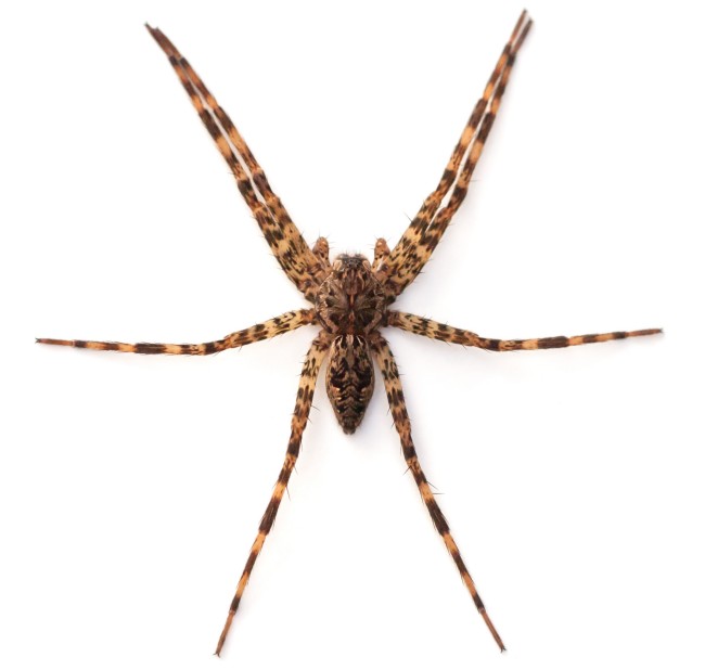 11 Types of Spiders in Kentucky: Identify Common House Spiders with