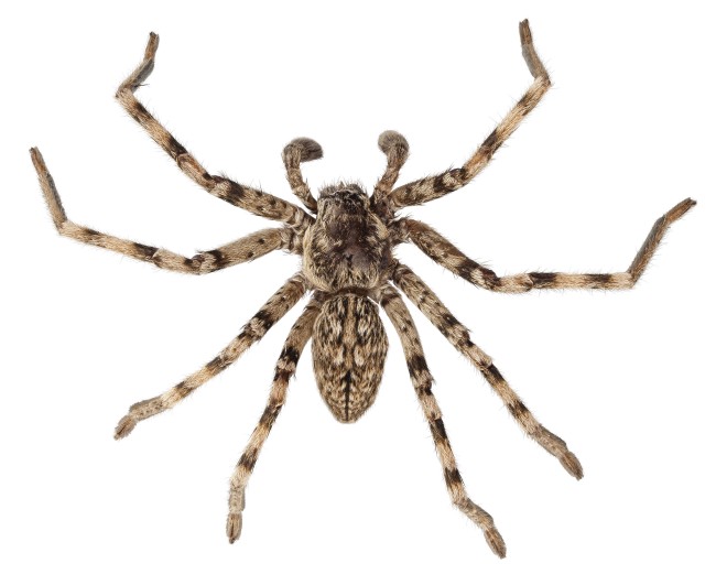 11 Types of Spiders in Kentucky: Identify Common House Spiders with