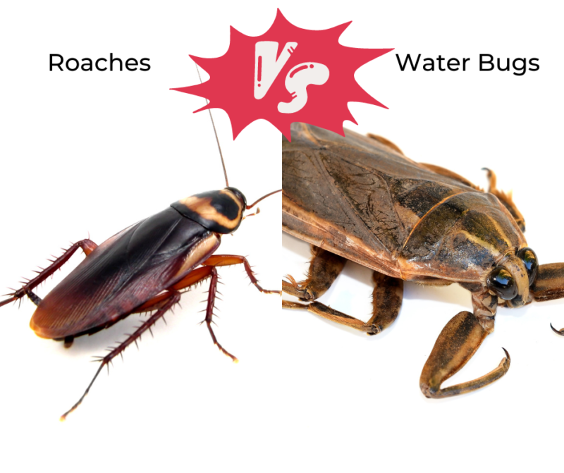 Differences Between Water Bugs and Roaches Integrated Pest Management