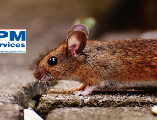 Keeping Mice Out of Your Home This Winter