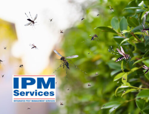 What Does a Harsh Winter Mean for Summer Pests?